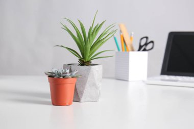 Tencere beyaz masa üzerinde farklı yeşil bitkiler