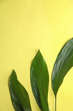 Renk arka plan üzerinde yeşil tropikal yaprak