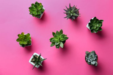 Tencere renk arka plan üzerinde farklı yeşil bitkiler