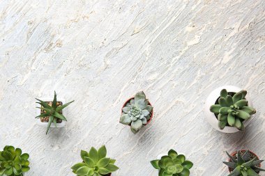 Tencere beyaz masa üzerinde farklı yeşil bitkiler