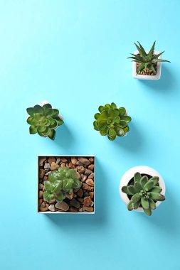 Tencere renk arka plan üzerinde farklı yeşil bitkiler