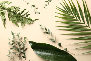 Renk arka plan üzerinde farklı tropikal yaprak