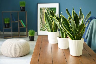 Sansevieria plants on table in modern room clipart