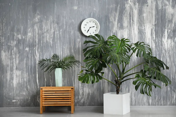 Зелені Тропічні Рослини Меблями Біля Сірої Стіни — стокове фото