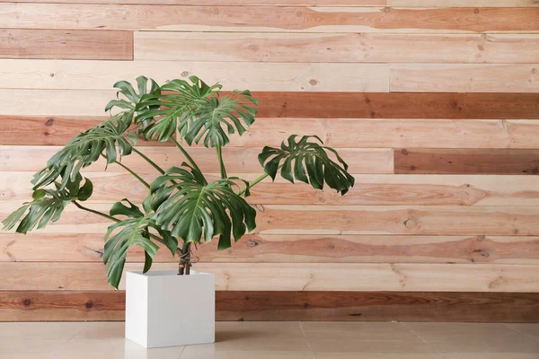 Großes Monstera Werk Der Nähe Der Holzwand — Stockfoto