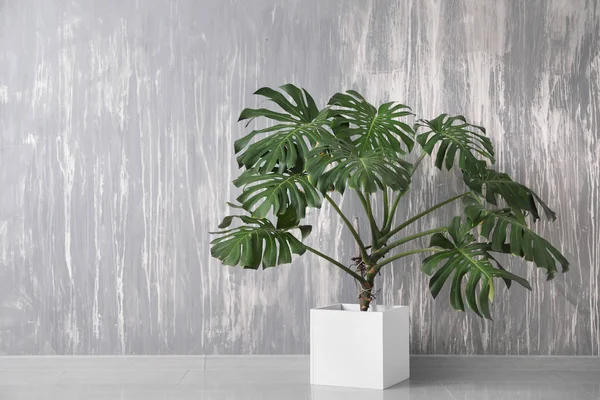 Grande Planta Monstera Perto Parede Cinza — Fotografia de Stock