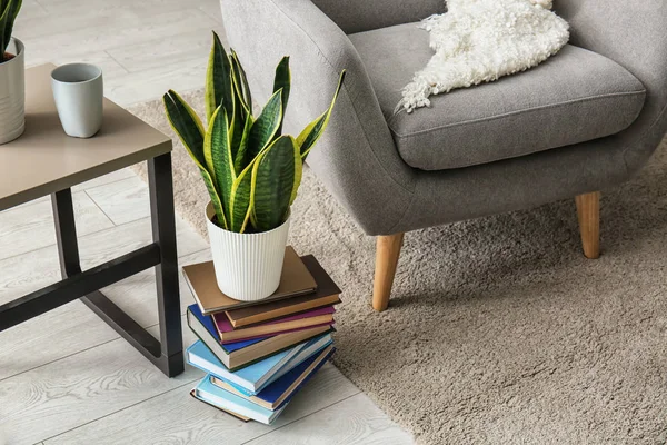 Houseplant Interior Ruangan Modern — Stok Foto