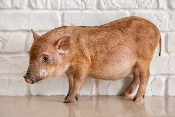 Cute little pig near white brick wall