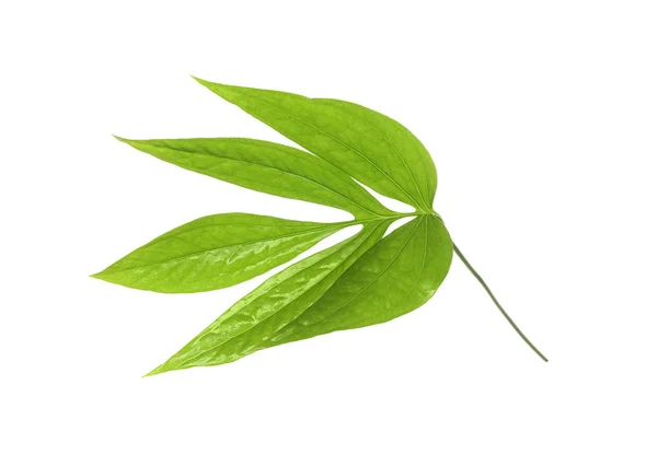 Folhas Tropicais Verdes Sobre Fundo Branco — Fotografia de Stock