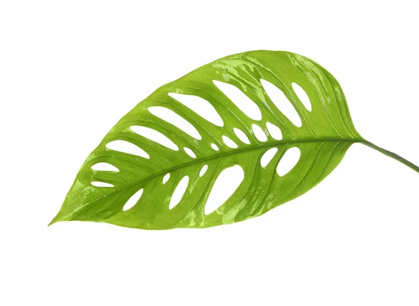Zelený Tropický List Bílém Pozadí — Stock fotografie