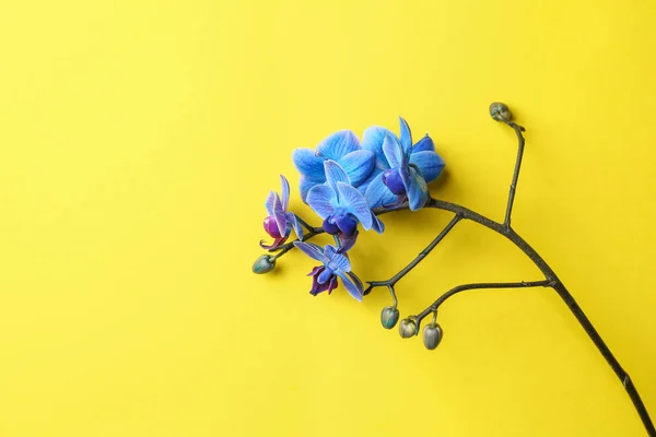 Gyönyörű Orchidea Virágok Színes Háttér — Stock Fotó