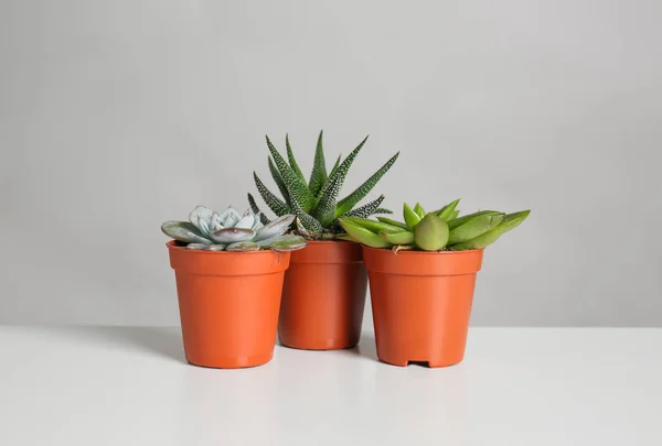 Diferentes Plantas Verdes Macetas Sobre Mesa Blanca — Foto de Stock