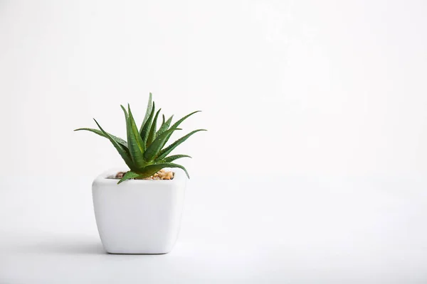 Green Plant Pot White Background — Stock Photo, Image