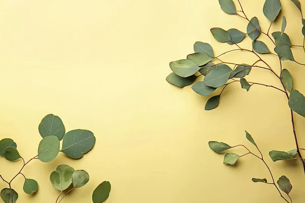 Green Eucalyptus Branches Color Background — Stock Photo, Image