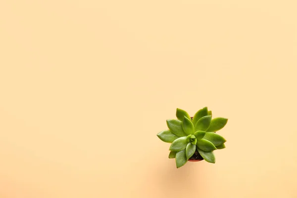 Green Plant Pot Color Background — Stock Photo, Image