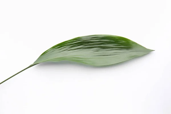 Зелений Тропічний Лист Кольоровому Фоні — стокове фото