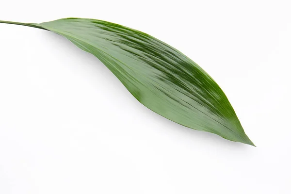 Zielony Liść Tropikalny Tle Koloru — Zdjęcie stockowe
