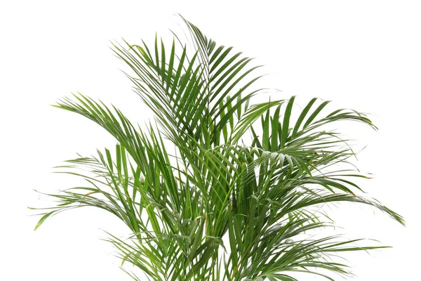 Zielony Tropikalne Palmy Białym Tle — Zdjęcie stockowe