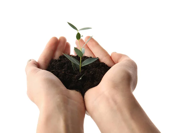 Mãos Femininas Com Solo Planta Verde Sobre Fundo Branco — Fotografia de Stock