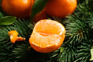 Köknar ağacı dalları ile lezzetli sulu mandalina, portre