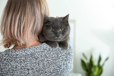 Ev sahibi ile sevimli Britanya ile ilgili stenografi kedi