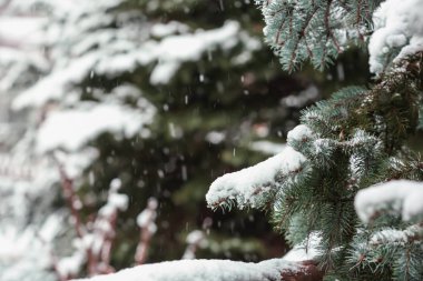 Karlı köknar ağacı açık havada, portre