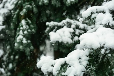 Karlı köknar ağacı açık havada, portre