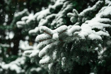 Karlı köknar ağacı açık havada, portre