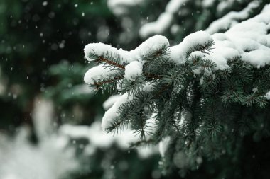 Karlı köknar ağacı açık havada, portre