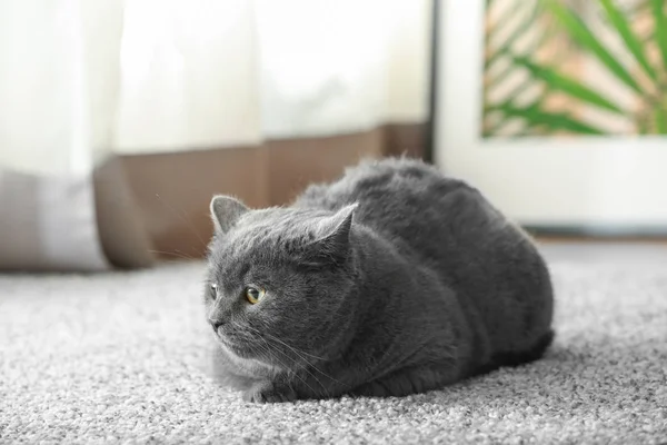 Cute British Shorthair Cat Lying Carpet — Stock Photo, Image
