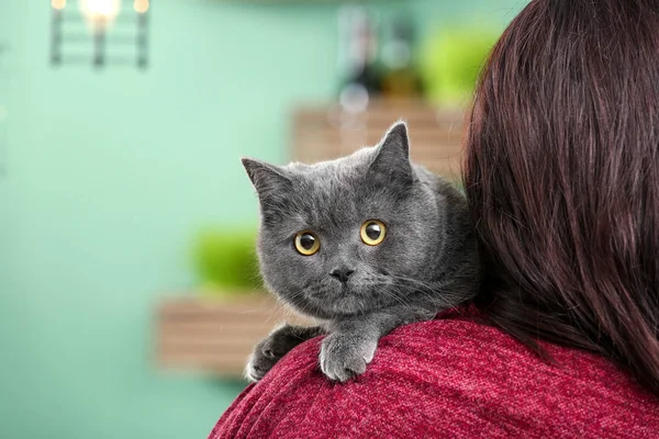 Cute British Shorthair Cat Owner Home — Stock Photo, Image