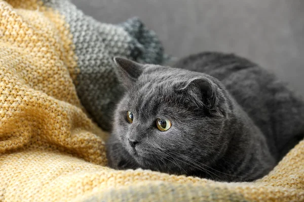 Cute British Shorthair Cat Lying Sofa Home — Stock Photo, Image