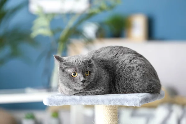 Cute British Shorthair Cat Scratching Post — Stock Photo, Image