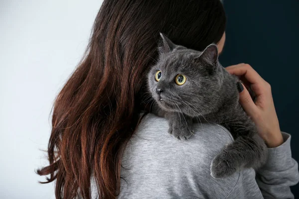 Cute British shorthair cat with owner at home