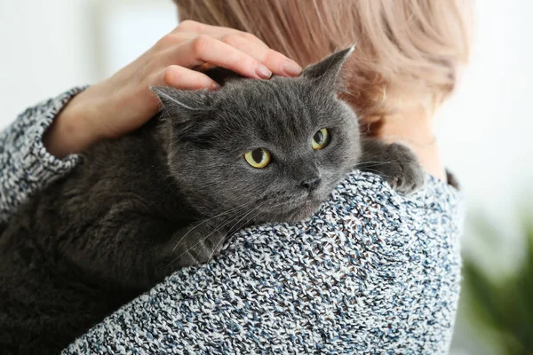 Cute British shorthair cat with owner at home