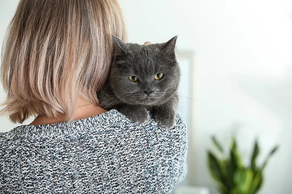 Bonito Britânico Gato Shorthair Com Proprietário Casa — Fotografia de Stock