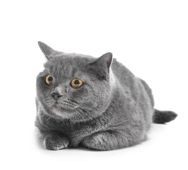 Cute British Shorthair Cat White Background — Stock Photo, Image