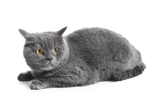 Симпатичный Британский Кот Shorthair Белом Фоне — стоковое фото
