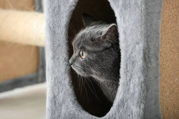 Cute British Shorthair Cat Hiding Its House — Stock Photo, Image