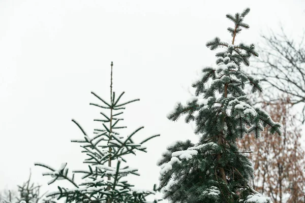 Sapins Neigeux Extérieur — Photo