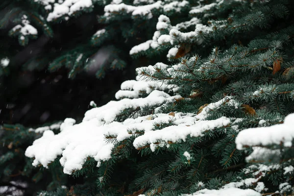 Utomhus Snöiga Grantree Närbild — Stockfoto