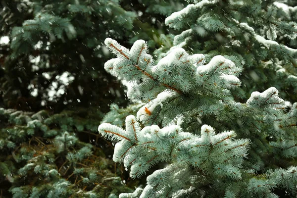 Snowy Fir Tree Outdoors — Stock Photo, Image