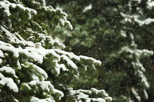 Snöiga Granen Utomhus — Stockfoto
