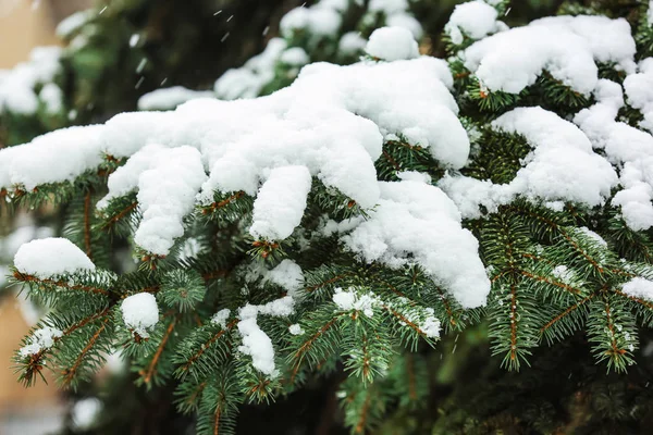 Árbol Abeto Nevado Aire Libre Primer Plano — Foto de Stock