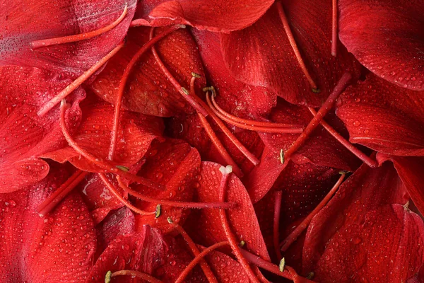 Petali Fiori Tropicali Come Sfondo — Foto Stock