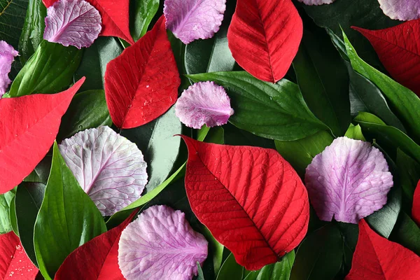 Diferentes Hojas Tropicales Como Fondo — Foto de Stock