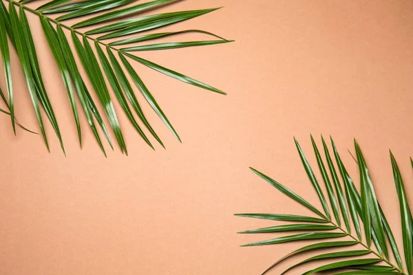 Tropical Palm Leaves Color Background — Stock Photo, Image