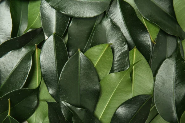 Many Tropical Leaves Background — Stock Photo, Image