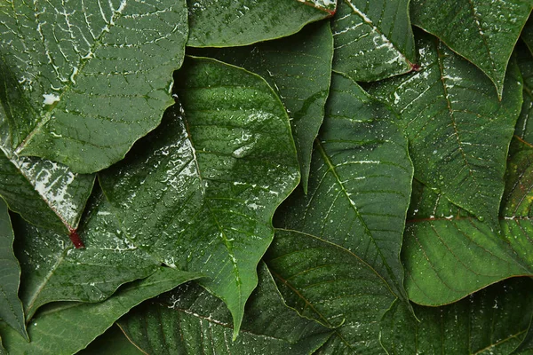 Grüne Tropische Blätter Als Hintergrund — Stockfoto