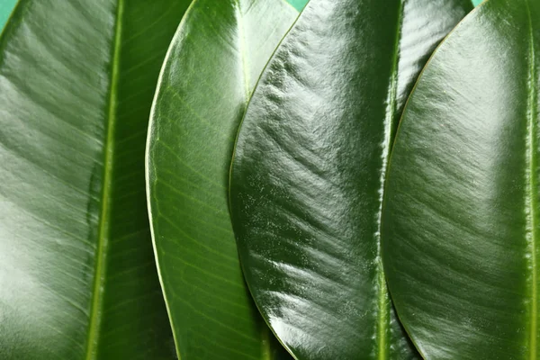 Green Tropical Leaves Closeup — Stock Photo, Image